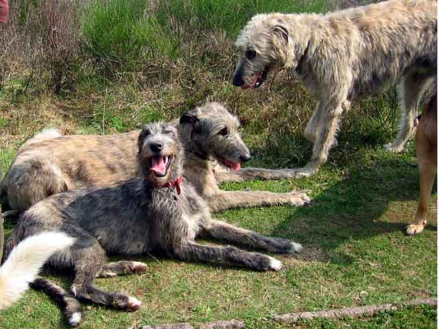 Familie mit irischen Wolfshunden